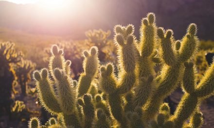 Doloremque ad eos iste doloribus