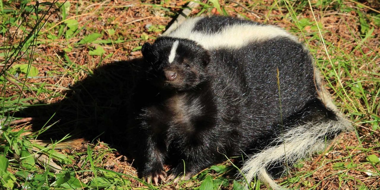 Comment les portes à sens unique permettent-elles le contrôle animal à Ottawa-Gatineau ?