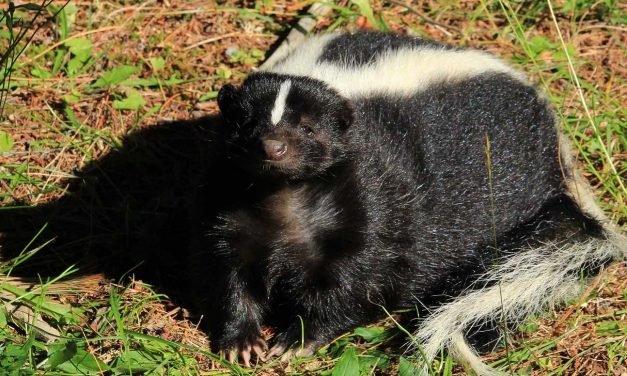 Comment les portes à sens unique permettent-elles le contrôle animal à Ottawa-Gatineau ?