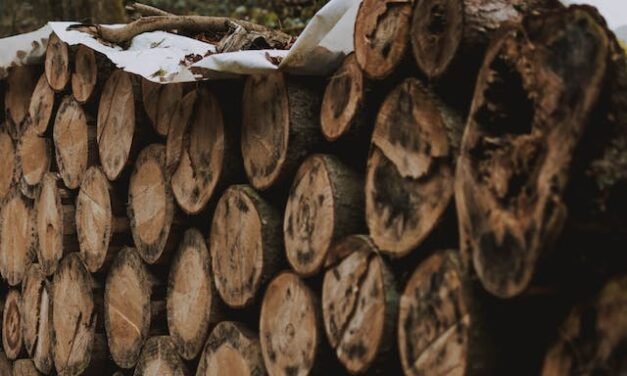 Abattage d’arbres à Gatineau : pourquoi faire appel à des experts ?