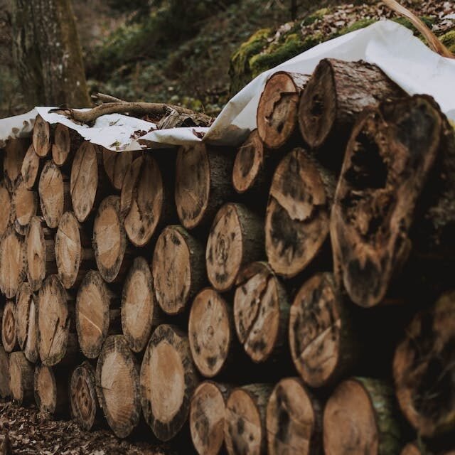 Abattage d’arbres à Gatineau : pourquoi faire appel à des experts ?