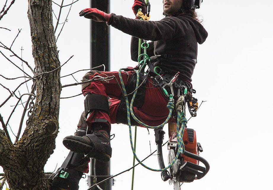 Des Arbres en Santé avec le Meilleur Service d’Élagage à Gatineau