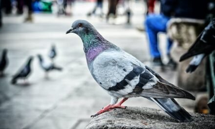 Bird Removal in Ottawa: Effective Solutions for Nuisance Bird Problems