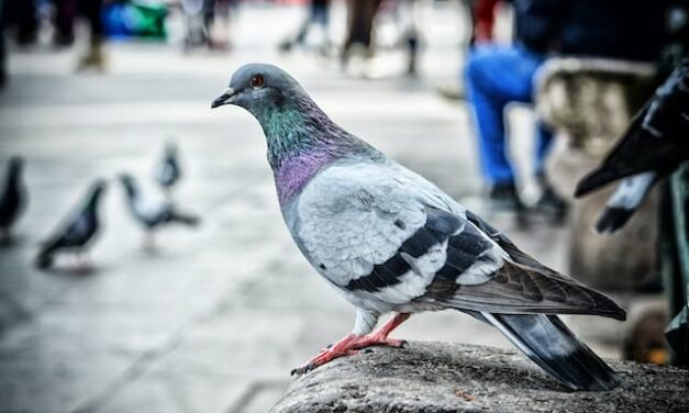 Bird Removal in Ottawa: Effective Solutions for Nuisance Bird Problems