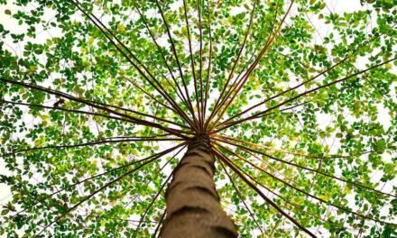 Service d’Élagage à Gatineau : Entretien et Sécurité des Arbres