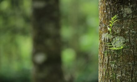 Service d’Émondage à Gatineau : Préserver la Santé de Vos Arbres