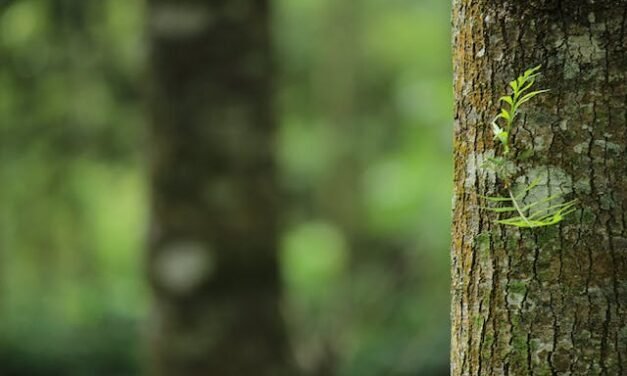 Service d’Émondage à Gatineau : Préserver la Santé de Vos Arbres