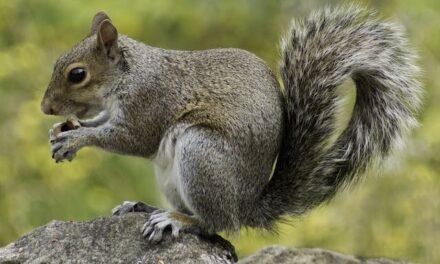 Squirrel Removal in Ottawa: Expert Solutions for Nuisance Wildlife