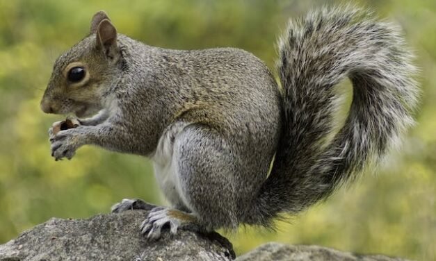 Squirrel Removal in Ottawa: Ensuring Your Home’s Safety and Peace of Mind