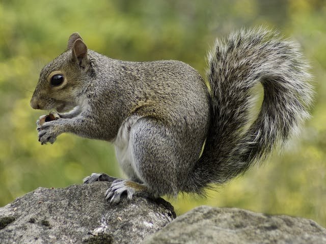 Squirrel Removal in Ottawa: Expert Solutions for Nuisance Wildlife