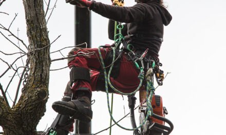 Les avantages de l’élagage professionnel à Gatineau : Pourquoi faire appel à des experts