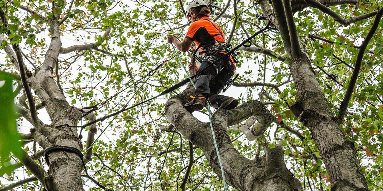 Abattage d’arbre pour la sécurité à Gatineau : Pourquoi c’est essentiel pour votre propriété