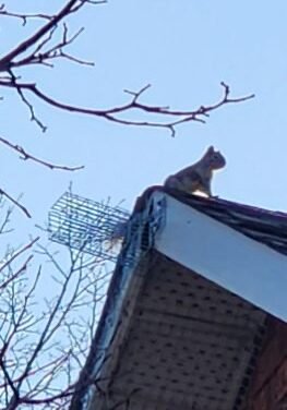 How to get rid of squirrels permanently: Effective squirrel removal in Ottawa