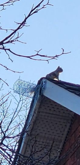 How to get rid of squirrels permanently: Effective squirrel removal in Ottawa