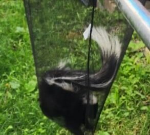How do you get skunks to leave: Effective skunk removal methods in Ottawa