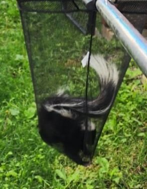 How do you get skunks to leave: Effective skunk removal methods in Ottawa