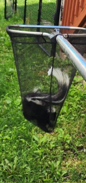 How do you get skunks to leave: Effective skunk removal methods in Ottawa