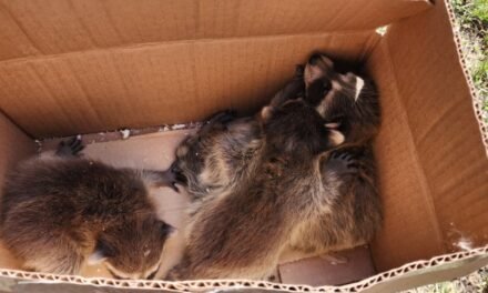 Expert raccoon removal service in the Ottawa area: ensuring your home’s safety