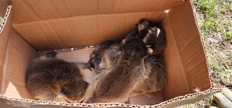 Expert raccoon removal service in the Ottawa area: ensuring your home’s safety