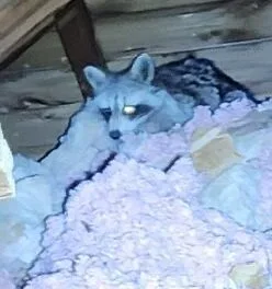 Professional Wildlife Removal Service for Attic Pest Control in Ottawa