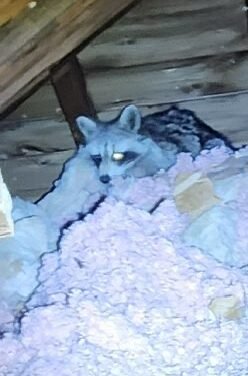 Service de capture de raton laveur dans la région de Gatineau : protégez votre habitat