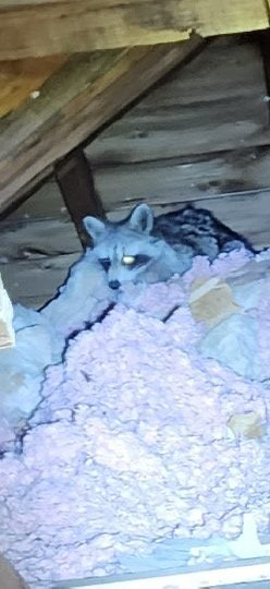 Why you need a professional for raccoon removal in the Ottawa area