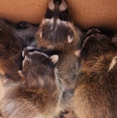 Effective Raccoon Removal Services in Ottawa: Protect Your Home and Property