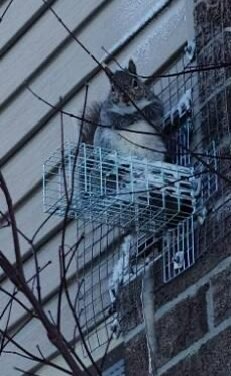 Service Professionnel pour Capturer les Écureuils dans les Greniers à Gatineau