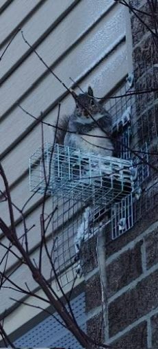 Service Professionnel pour Capturer les Écureuils dans les Greniers à Gatineau