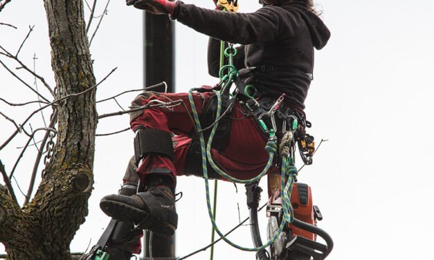 Comprendre les coûts de l’abattage d’arbres par des professionnels à Gatineau