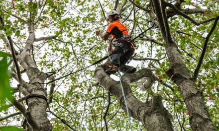 POURQUOI L’ÉLAGAGE D’ARBRES EST ESSENTIEL POUR LEUR SANTÉ À GATINEAU. 