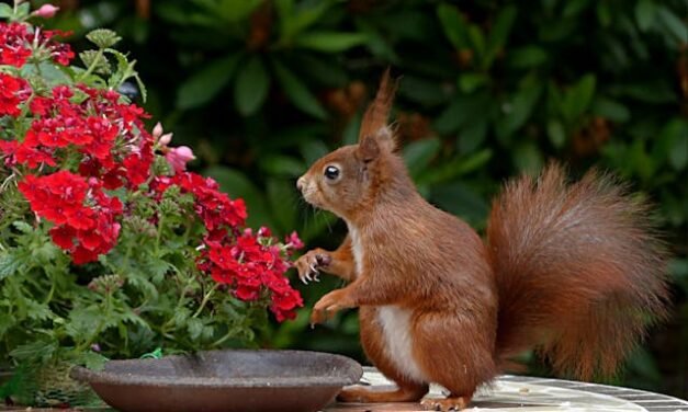 Wildlife Control Services in Ottawa: Safeguard Your Home from Unwanted Pests