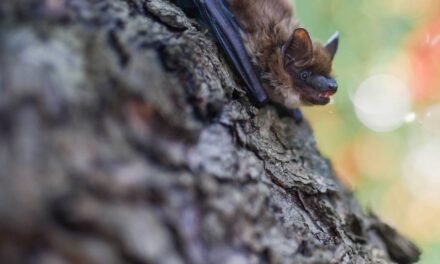 Capturer des Chauve-Souris dans le Grenier à Gatineau-Ottawa : Méthodes Sûres et Efficaces
