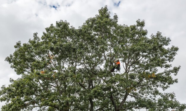 L’Importance du Service d’Abattage d’Arbre à Gatineau : Sécurité et Expertise à Votre Service