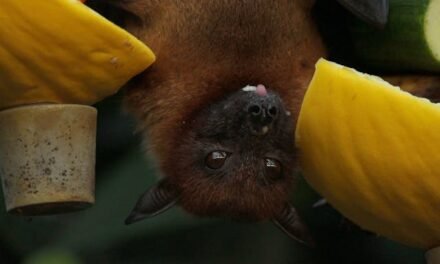 The Importance of Professional Bat Removal Services in Attics in Gatineau-Ottawa: Ensuring Safety and Health