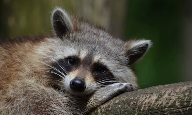 Faites appel à un expert en capture de raton laveur dans la région de Gatineau