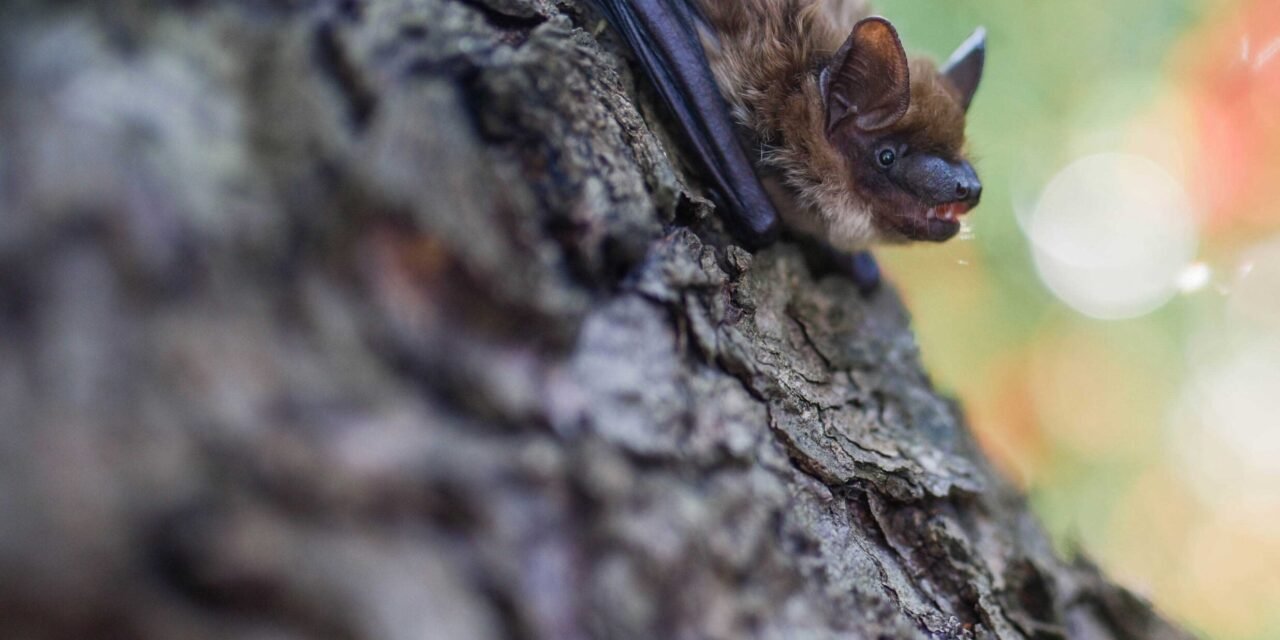 Comment Gérer la Présence de Chauves-Souris dans le Grenier à Gatineau