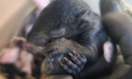 Professional Squirrel Removal in Ottawa: Safeguard Your Home