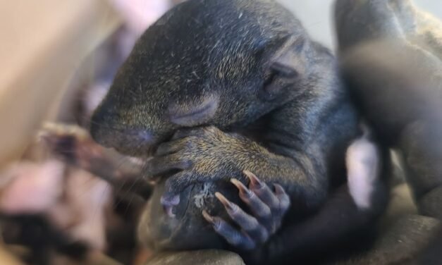 Professional Squirrel Removal in Ottawa: Safeguard Your Home