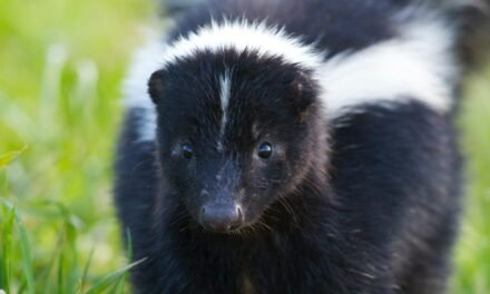 Effective Skunk Removal in Ottawa: Protect Your Home and Garden