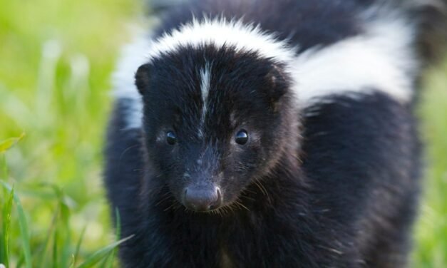 Effective Skunk Removal in Ottawa: Protect Your Home and Garden