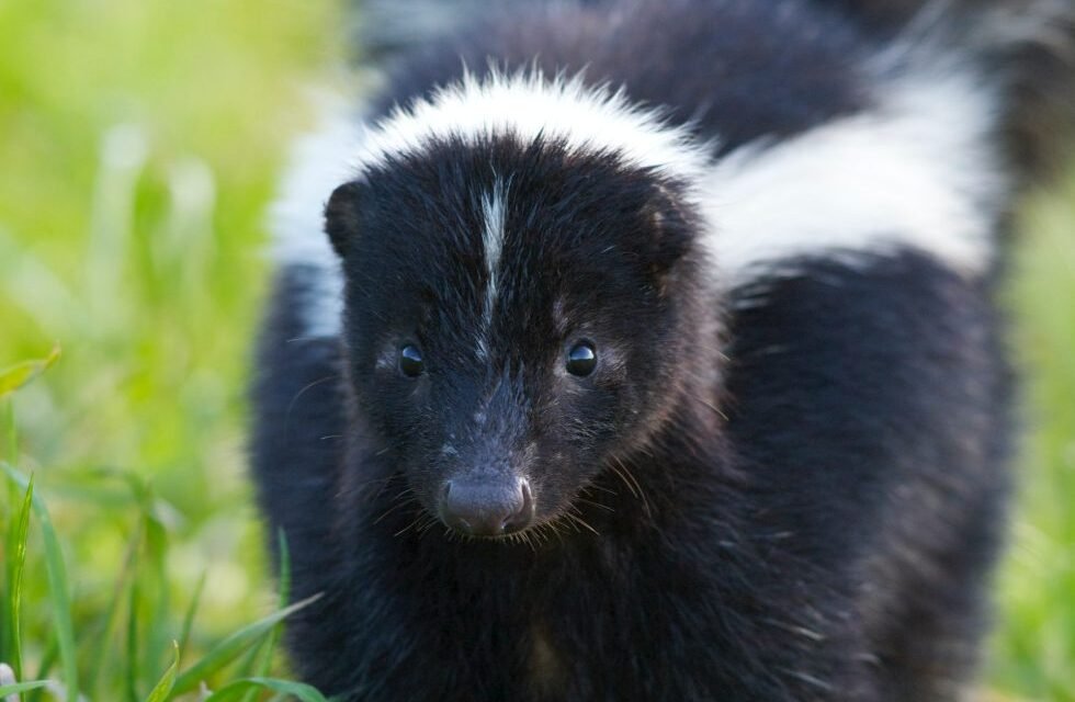 Effective Skunk Removal in Ottawa: Protect Your Home and Garden