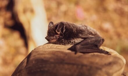 Expert Bat Removal in Ottawa: Protect Your Home and Health