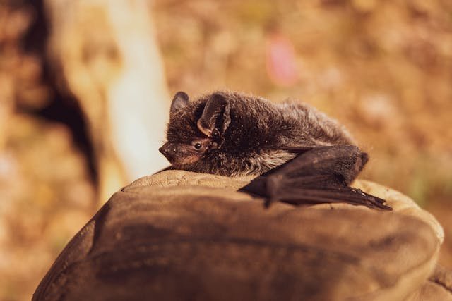 Expert Bat Removal in Ottawa: Protect Your Home and Health