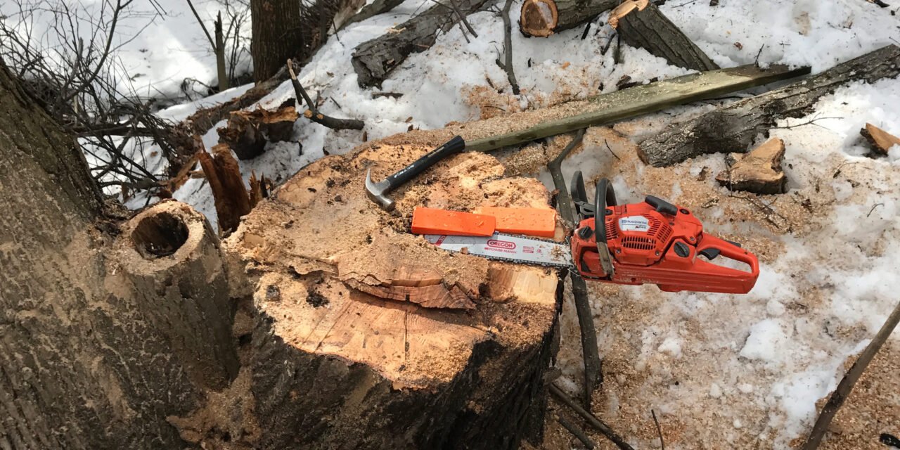 Les Avantages d’un Service d’Arbre à Gatineau pour Entretenir Votre Espaces Extérieur