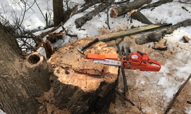 Les Avantages d’un Service d’Arbre à Gatineau pour Entretenir Votre Espaces Extérieur