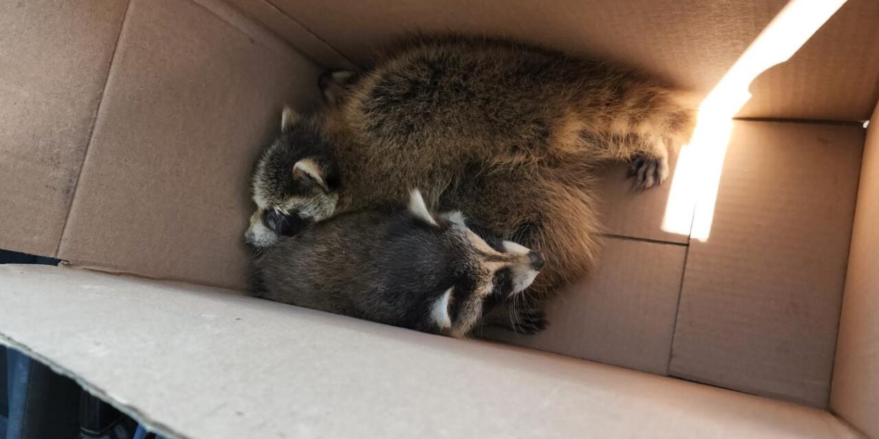 Montréal : Contrôle animalier pour raton laveur à Montréal : Protégez votre famille et votre propriété