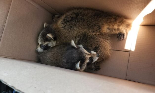 Montréal : Contrôle animalier pour raton laveur à Montréal : Protégez votre famille et votre propriété