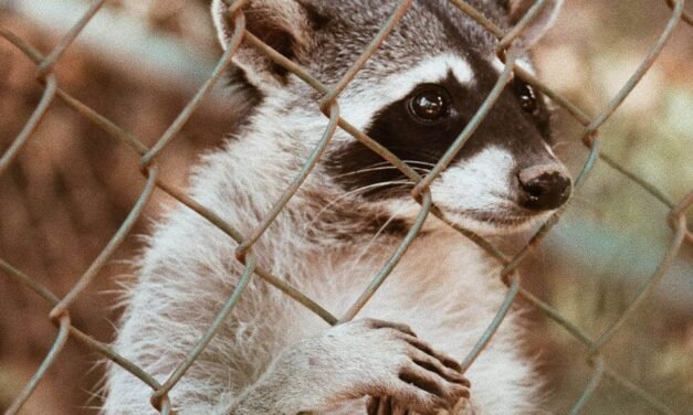 Montreal: Raccoon Problems in Montreal? Expert Removal and Prevention