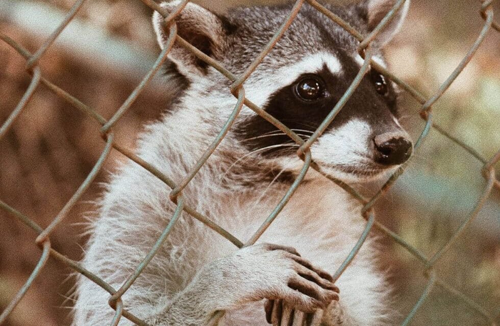 Montreal: Raccoon Problems in Montreal? Expert Removal and Prevention